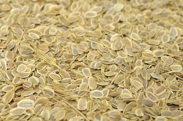 Detail semena kopru — Stock fotografie