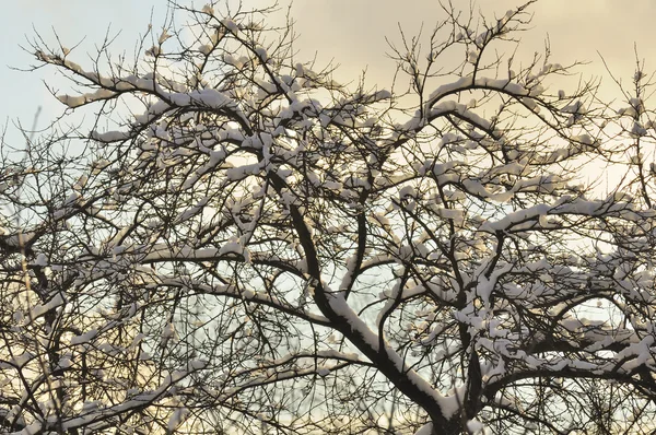 Nagie drzewa pokryte śniegiem zimą — Zdjęcie stockowe