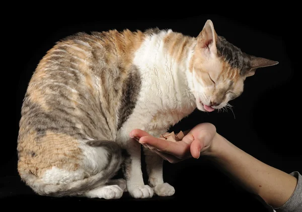 Elinden yemek cornish rex kedi — Stok fotoğraf
