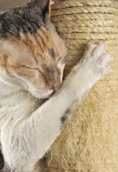 Χαριτωμένο γάτα με κλειστά μάτια ξύσιμο ένα ξύσιμο post — Φωτογραφία Αρχείου