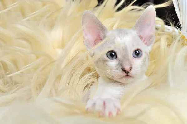 Cute Baby Kitten in Fur — Stock Photo, Image