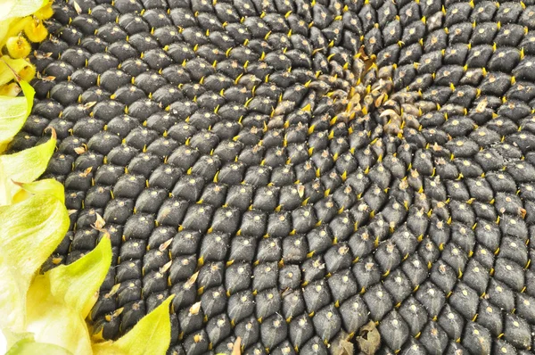 Girasole con semi neri Close-Up — Foto Stock