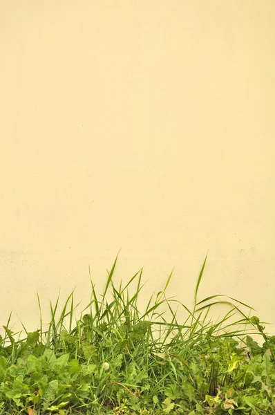 Зеленая трава по бетонной стене — стоковое фото