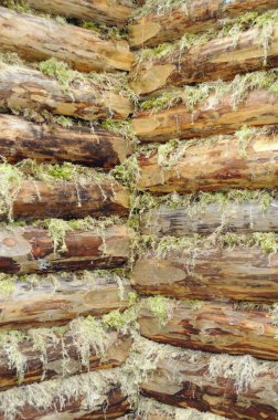 Corner of Wood Log House Chinked with Moss clipart