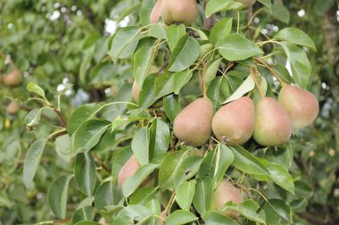 Pears Growing on Pear Tree clipart