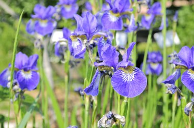 Purple Iris Flowers on Flower Bed clipart