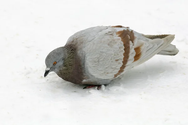 在冬天吃面包屑的鸽子 — 图库照片