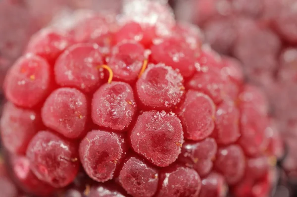 Frozen Raspberry Close-Up — Stock Photo, Image
