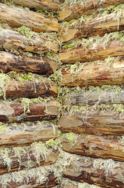 Corner of Wood Log House Chinked with Moss — Stock Photo, Image