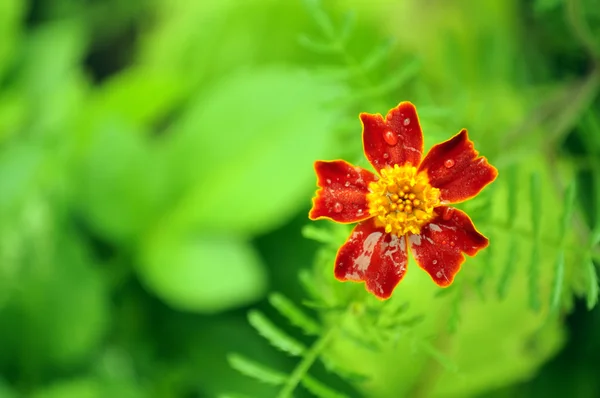 Ringblomma (Tagetes) blomma — Stockfoto