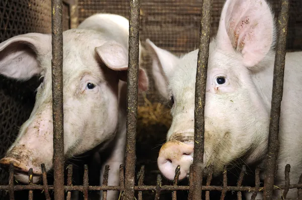 Schweine im Stall — Stockfoto