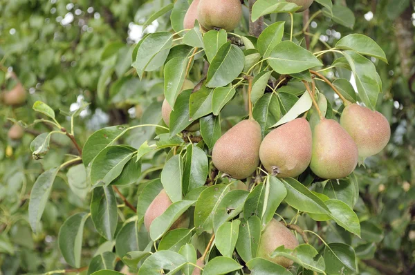 梨梨の木に成長しています。 — ストック写真