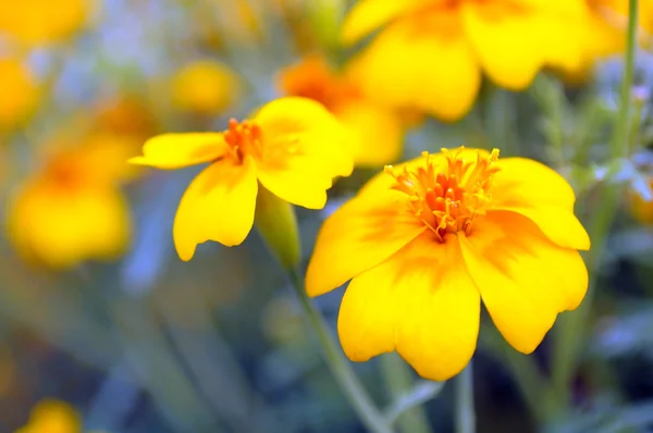 Sarı kadife çiçeği (Tagetes) çiçekler — Stok fotoğraf