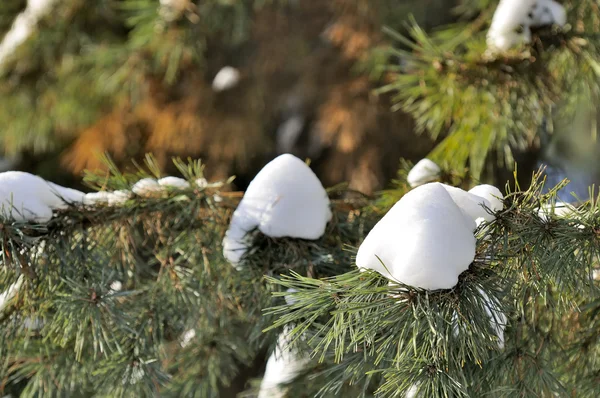 Ramas de pino con nieve en invierno —  Fotos de Stock