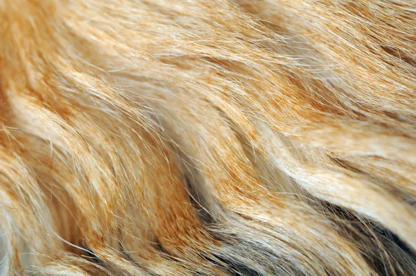 Macro ondulato della pelliccia — Foto Stock
