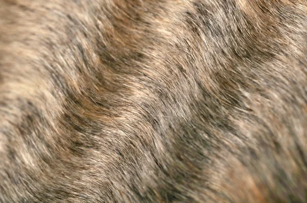 波状の毛皮のクローズ アップ — ストック写真