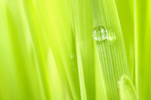 Dew Drop on Green Grass — Stock Photo, Image