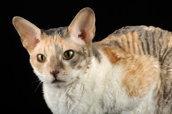 Cornish Rex Cat com cabelo encaracolado — Fotografia de Stock