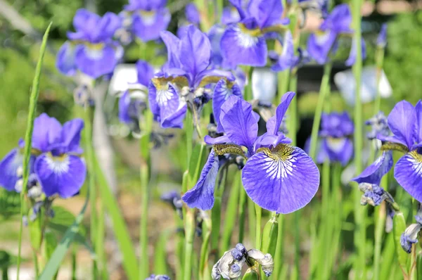 Paarse iris bloemen op bloem bed — Stockfoto