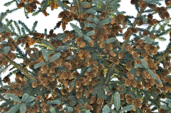 Árvore de abeto azul com cones — Fotografia de Stock