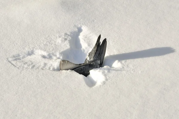 Νεκρός Περιστέρι στο χιόνι — Φωτογραφία Αρχείου