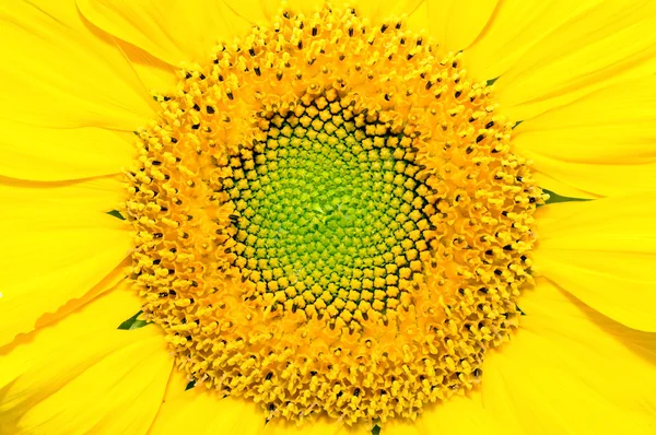 Zonnebloem close-upAyçiçeği yakın çekim — Stok fotoğraf