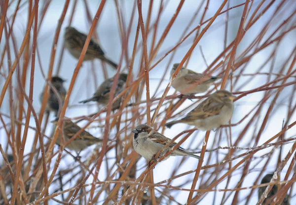 Flock of Sparrows Sitting on Bush — Stock Photo, Image