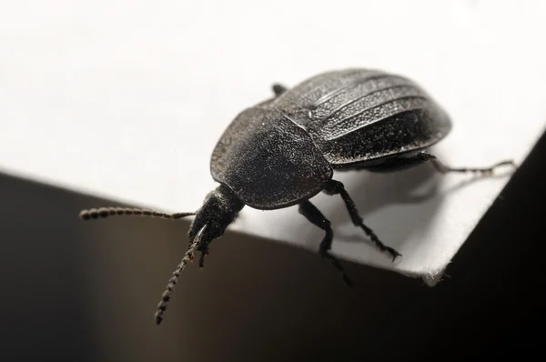 Curieux scarabée regardant vers le bas — Photo