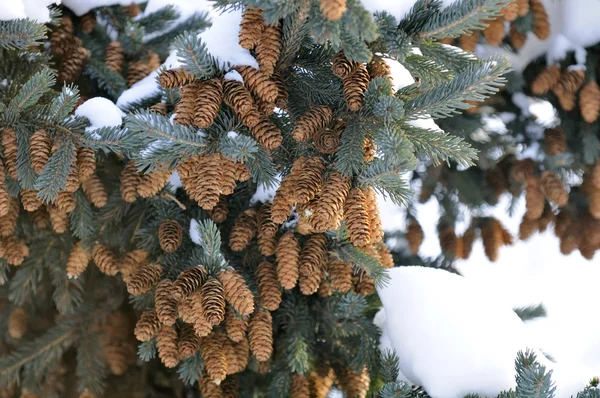 Árvore de abeto azul com cones e neve — Fotografia de Stock