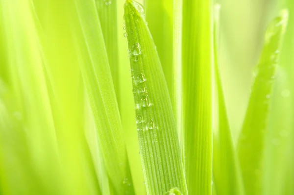 Grama verde com gotas de orvalho macro — Fotografia de Stock