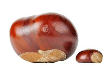 Horse Chestnuts Isolated on White Background clipart