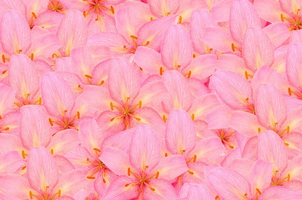 Rosa Lilien - schöner mädchenhafter Hintergrund — Stockfoto
