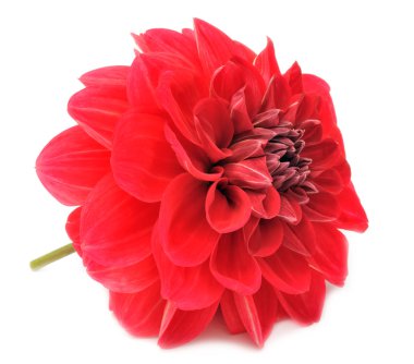 Beautiful Red Dahlia Isolated on White Background clipart