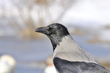 Kukuletalı crow profil yakın çekim