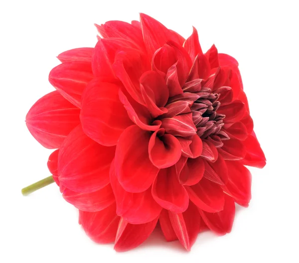 Beyaz arka plan üzerinde izole güzel kırmızı yıldız çiçeği — Stok fotoğraf