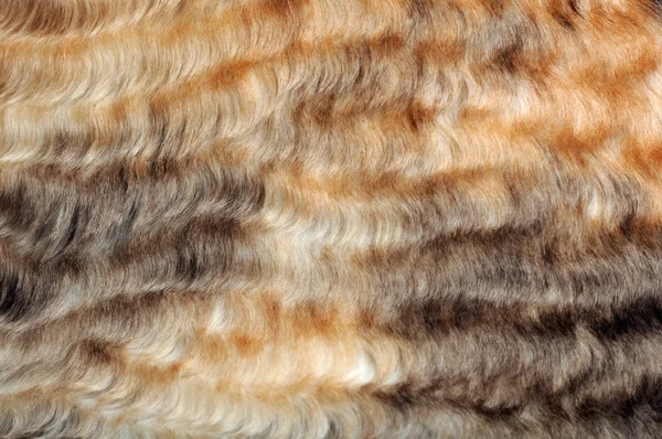 波状の毛皮マクロ — ストック写真