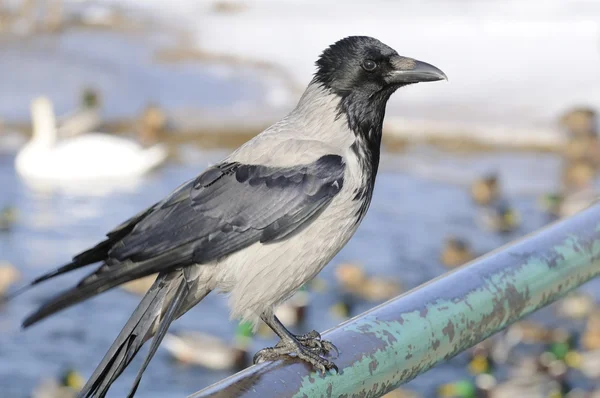Hooded Crow Sitting on Rail — Stock Photo, Image
