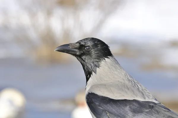Cuervo encapuchado en el perfil Close-Up —  Fotos de Stock