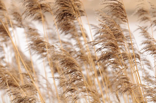 Common Reed (Phragmites) — Stock Photo, Image