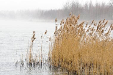 Sisli sabahı nehre ortak Reed (kamış)