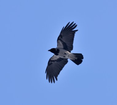 Hooded Crow Flying in the Sky with Wings Spread clipart