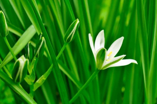 Små vita morgonstjärna (gräs Lily) blommor i sommar — Stockfoto