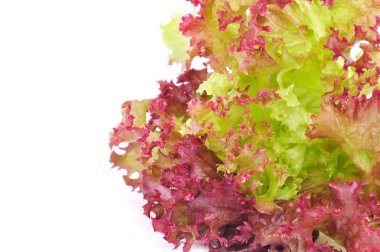 Lollo Rosso Lettuce on White Background clipart