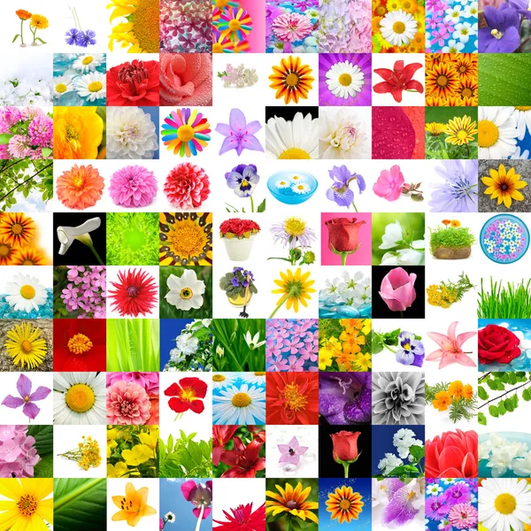 Grande coleção de flores (conjunto de 100 imagens ) — Fotografia de Stock