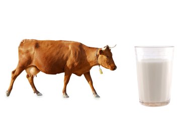 Brown cow clipart