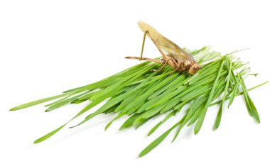 Grasshopper clipart