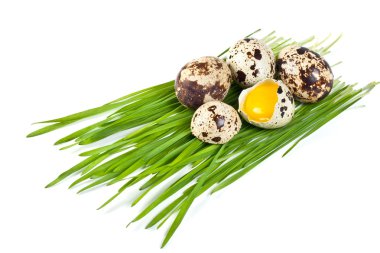 Quail eggs on a green grass clipart