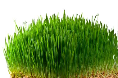 Wheat grass clipart