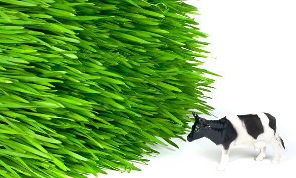 Ko går nära ett gräs — Stockfoto