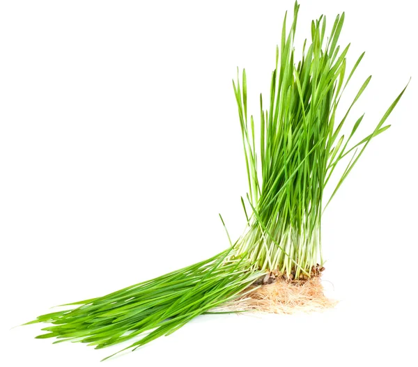 Gras, das aus den Wurzeln wächst — Stockfoto